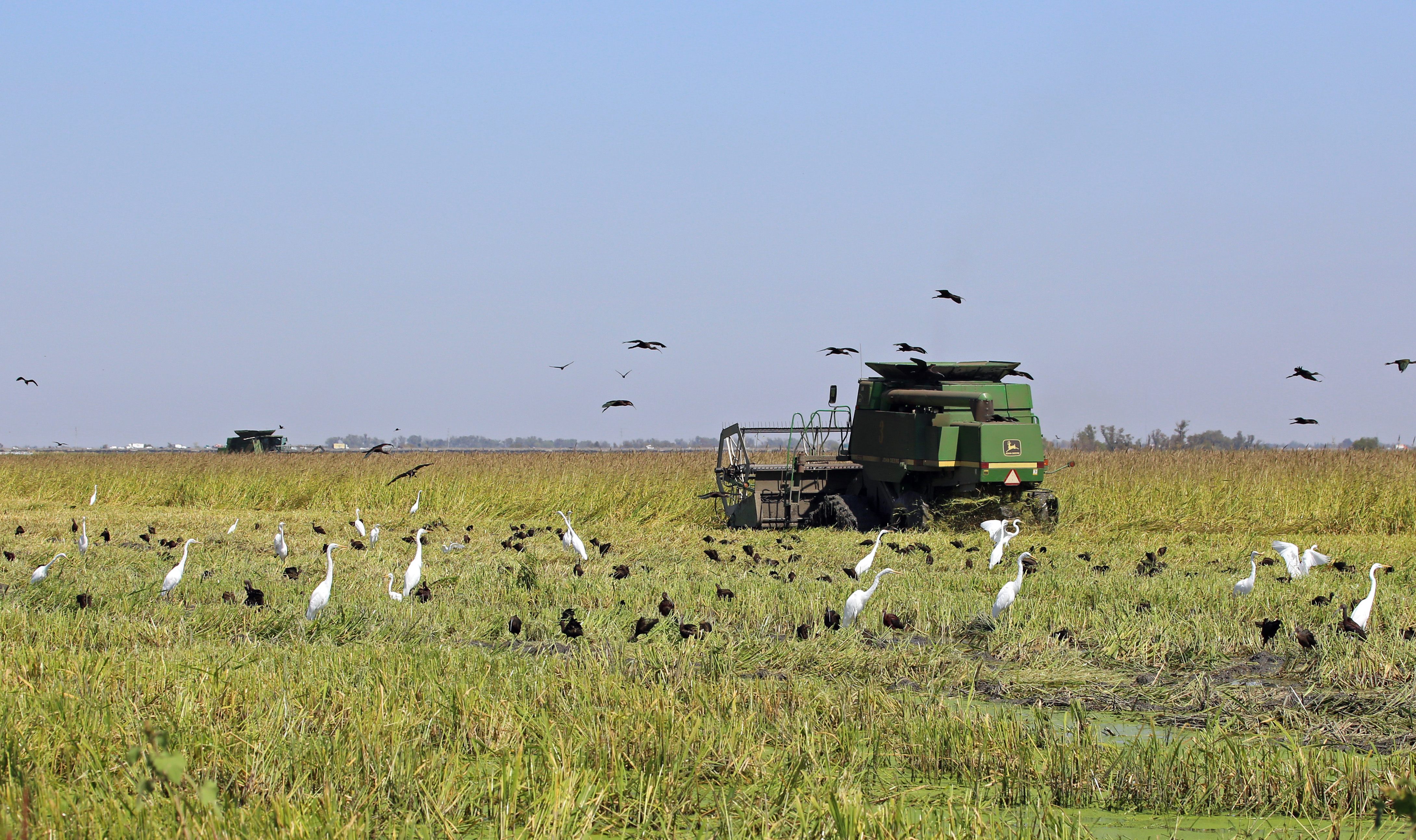 A rice harvest in progress in the Yolo Bypass Wildlife Area.