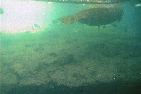 A screenshot from the park's Manatee Cam. (Press photo)