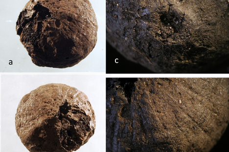 At first, archaeologists believed the object to be a nut, it is really a burnt onion.
