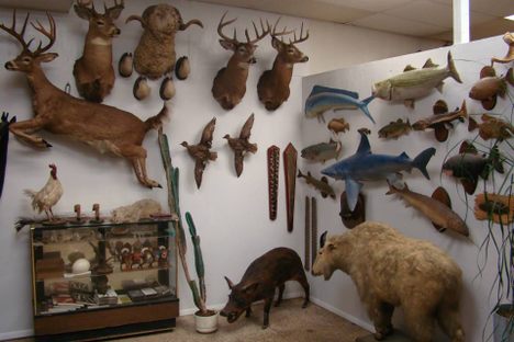 Cypress Hills Taxidermy Studio