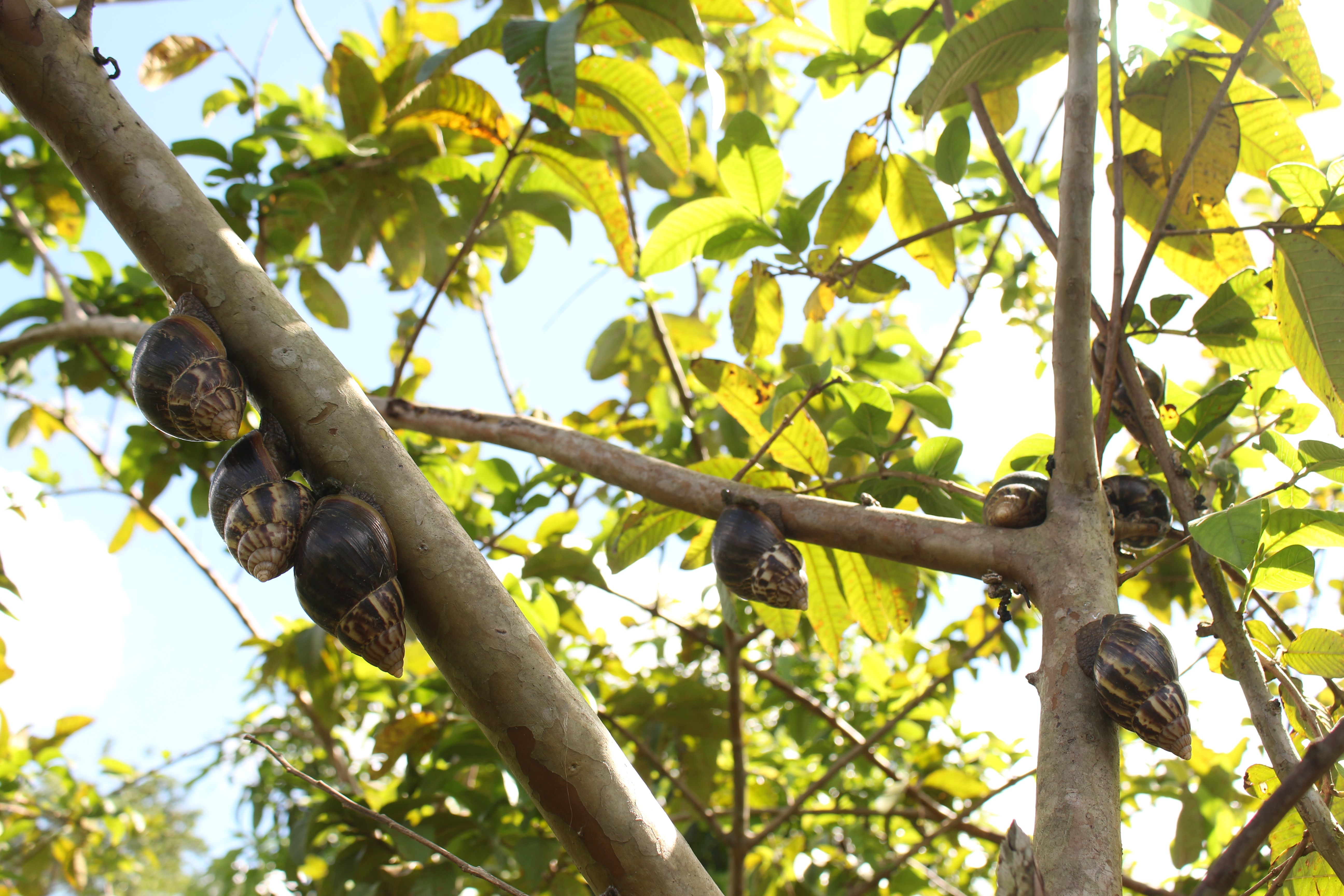 And they climb trees.