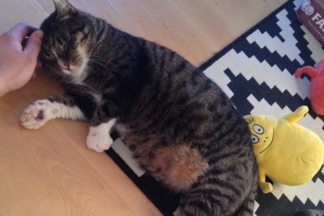 A Self-Assured Swedish Cat Just Came Home After 9 Years Away