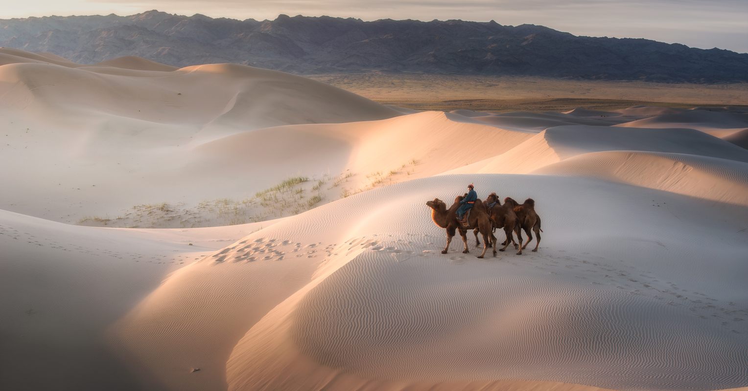 Mongolia camel herder crossing the Gobi desert