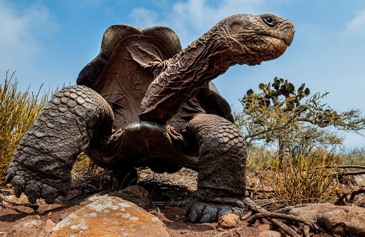 The Pinzón giant tortoise.