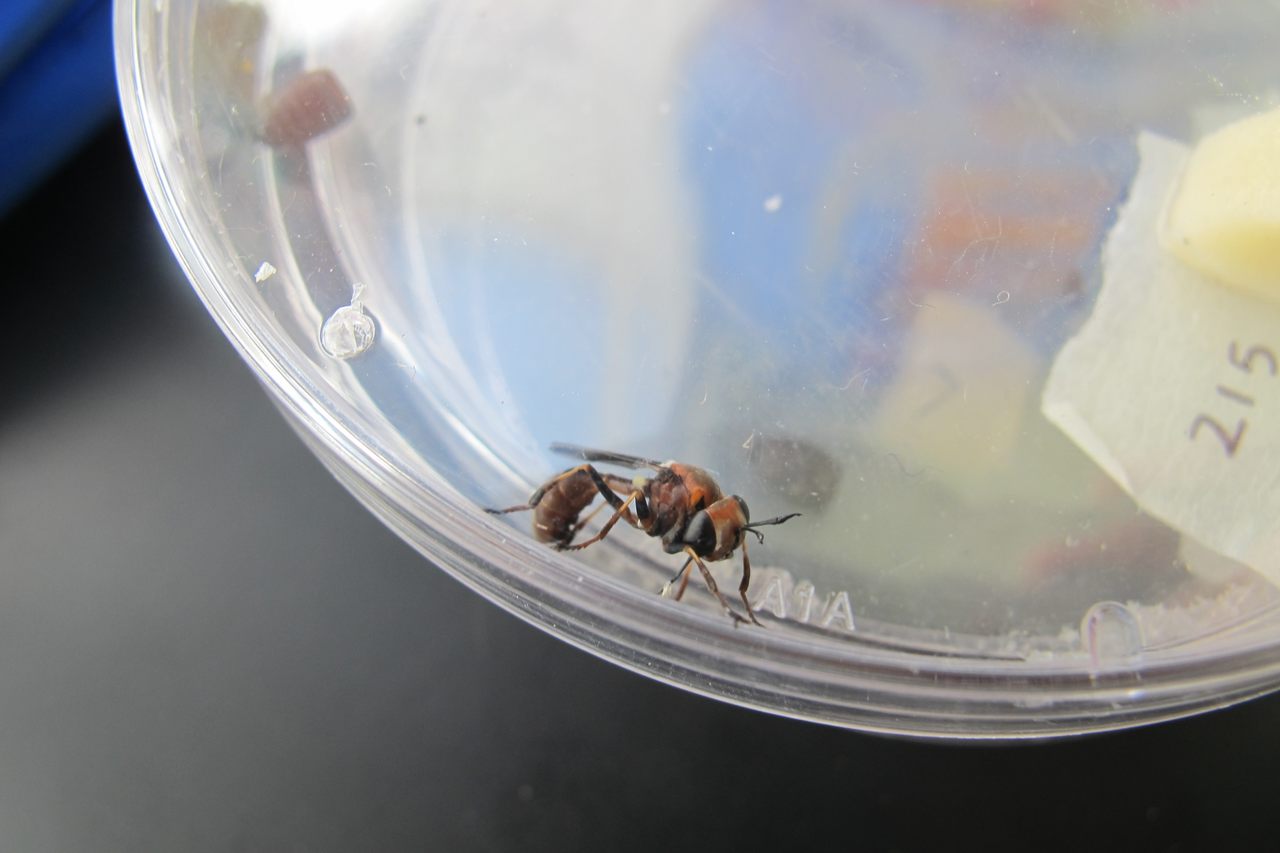 A conopid fly (<em>Physocephala tibialis</em>) that recently emerged from its pupal casing in the lab. The fly appears orange because its exoskeleton is still soft.