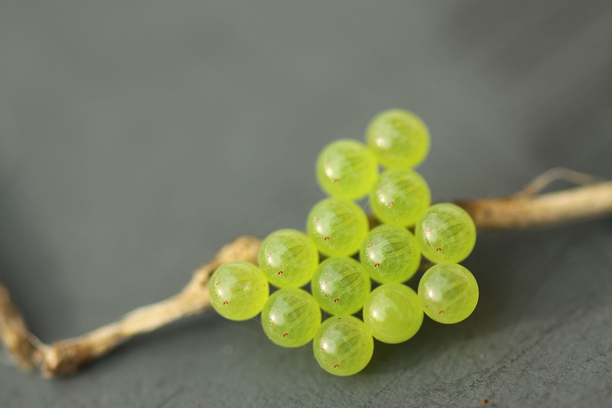 Bronze Orange Bug eggs