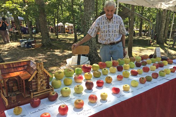 At farmers markets and other events, Brown displays a variety of apples to incite pomaceous conversations.