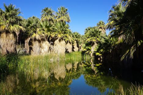 Palms flourish around McCallum Pond.
