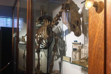 Help Save the World's Rarest Skeletons