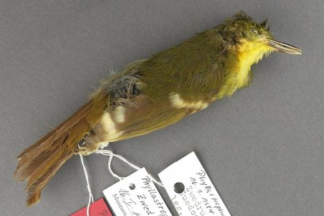 The only known specimen of the Liberian Greenbul. 