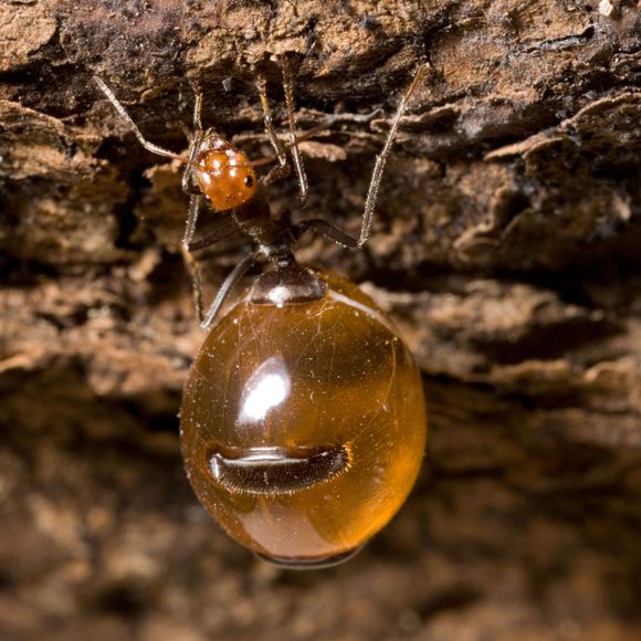 A honeypot ant in Arizona.