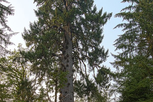 Quinault Giant Sitka Spruce