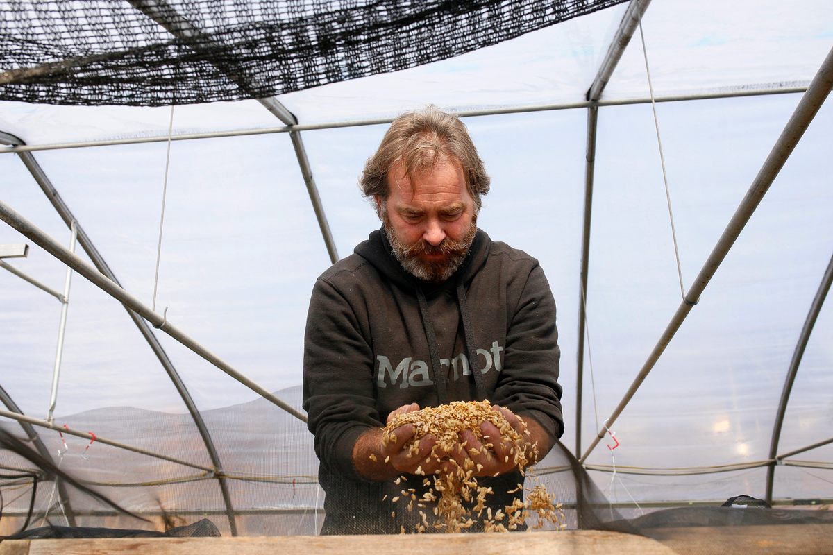 Jean-François Lévêque mixes Oka melon seeds drying in a greenhouse at his heritage seed farm, Jardins de l’Écoumène in Quebec.