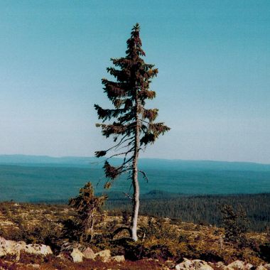 Old Tijikko.