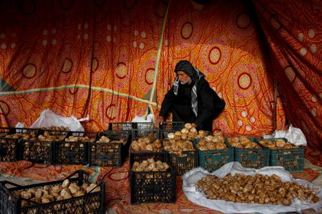 Ra'ad Abdelemir, a trader, sorts truffles in a tent at a market in Samawa, Iraq, February 22, 2021.
