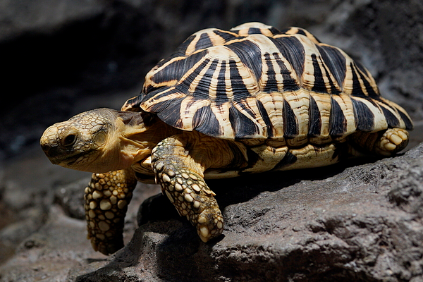 The distinctive markings of the Burmese star tortoise make it a popular option in the exotic pet trade. (Image cropped.)