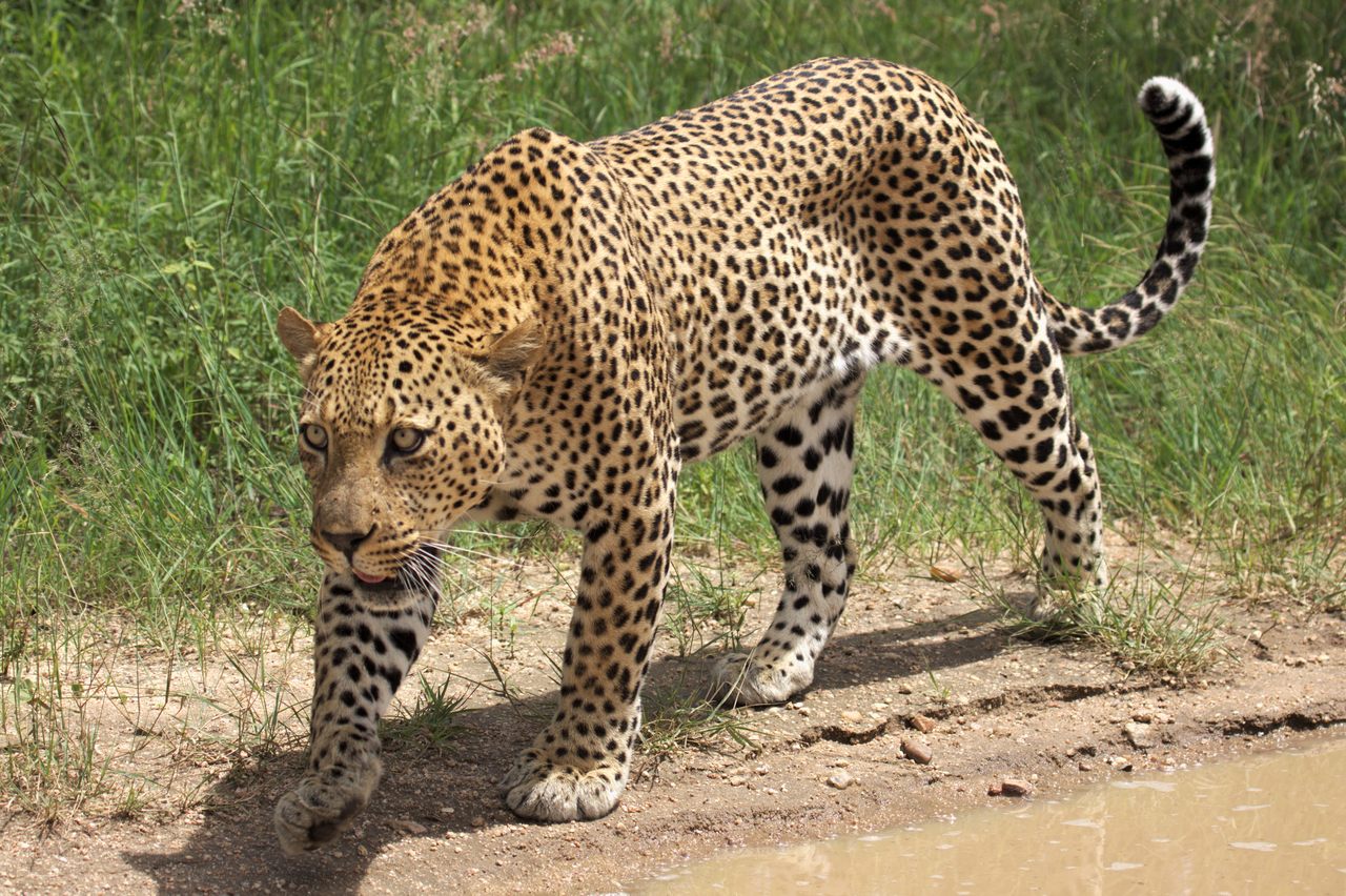 Using an actual leopard (<em>Panthera pardus pardus</em>) like this would have been impossible for the field experiment, so researchers dressed up like one. 