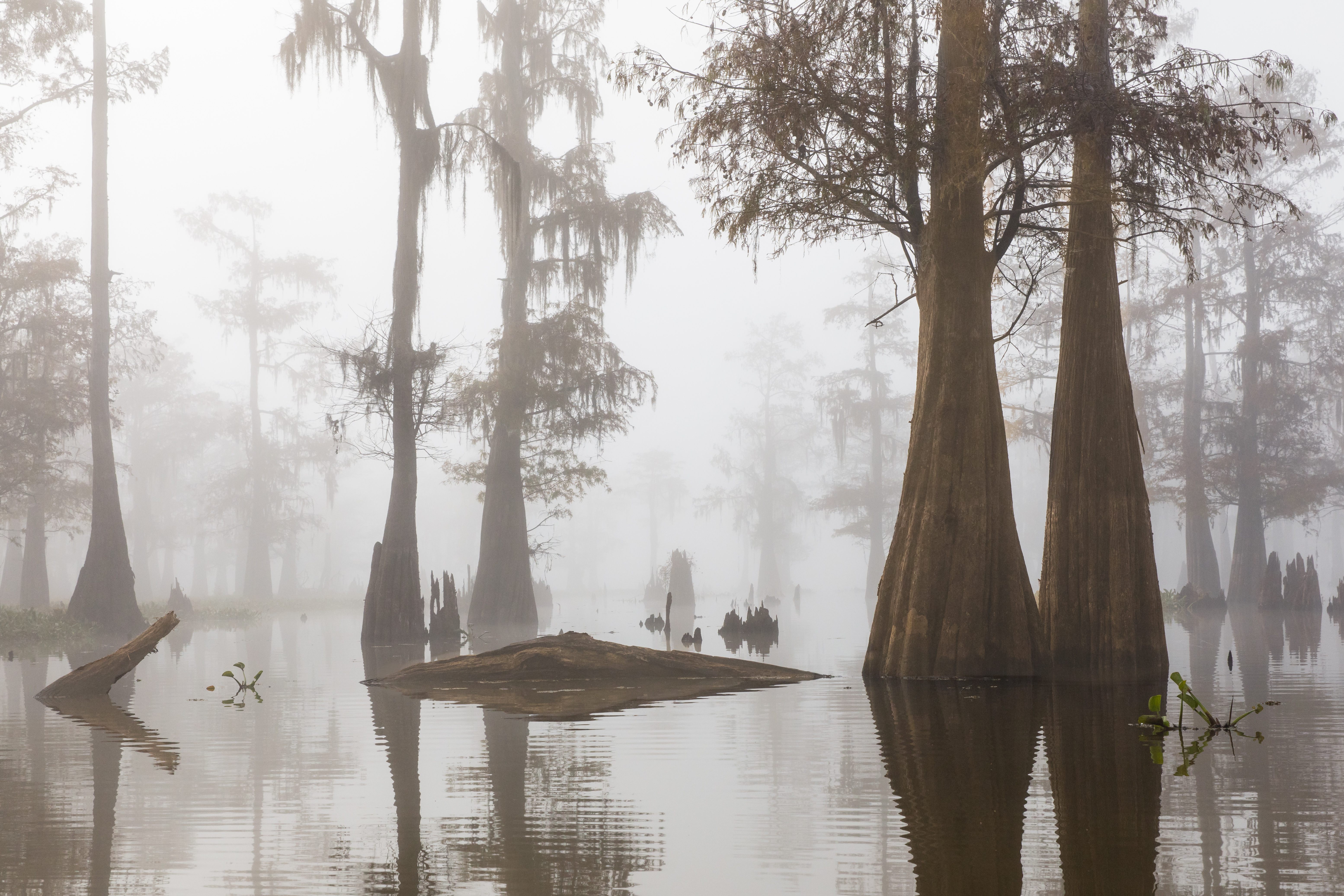 Can you imagine dinosaurs roaming this swamp?