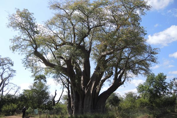 Scientists (including Adrian Patrut, visible at lower left) had to sample all of the Big Tree's stems to determine its age. 