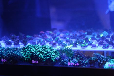 Burbling tanks of frags for sale glow under blacklights at the Manhattan Reefs Fall Frag Swap.