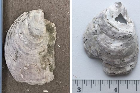 An unblemished ancient oyster (left), and an ancient oyster showing signs of the mystery parasite (right).