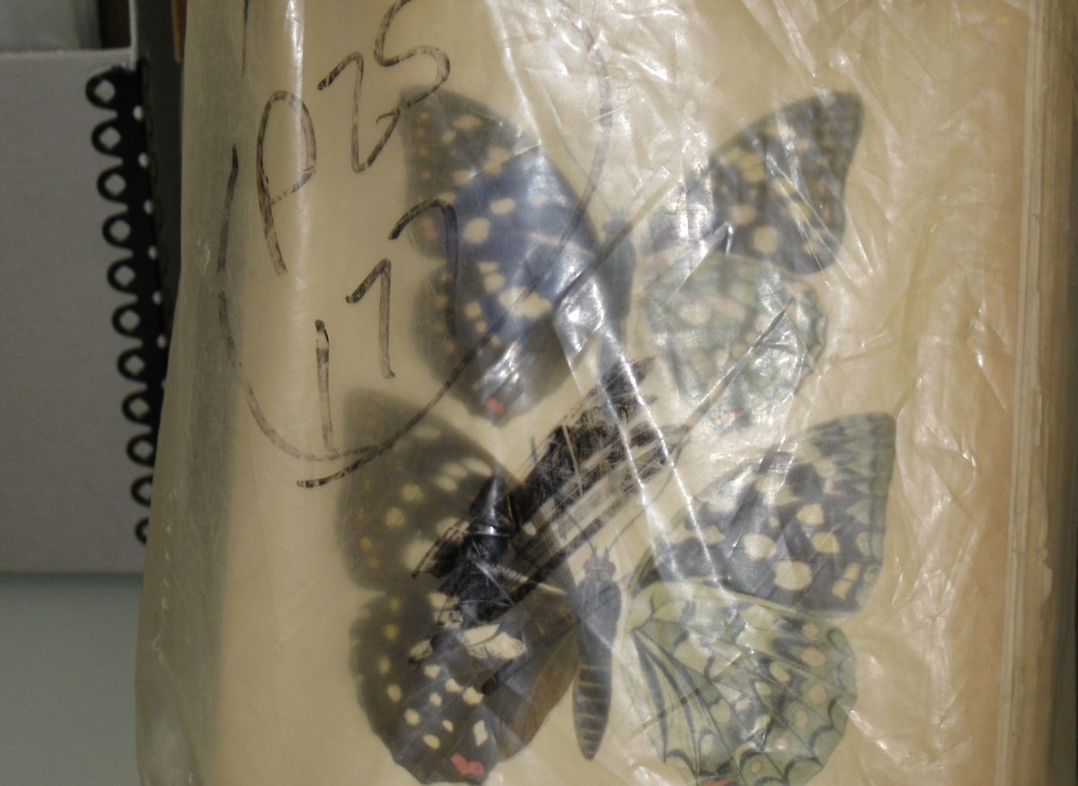 One of the bags of prints found in the back of the Cadillac. The notation on the outside of the bag is PZS (for Proceedings of the Zoological Society of London) and the 177 is the number of stolen prints in that bag. 