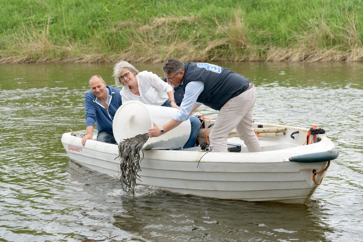 Each spring across much of Europe, teams release juvenile eels into local waterways to restock native populations, some of which have fallen by more than 90 percent since the 1980s.