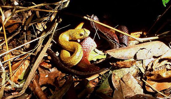 A <em>fandrefiala</em>—arboreal tree snake.