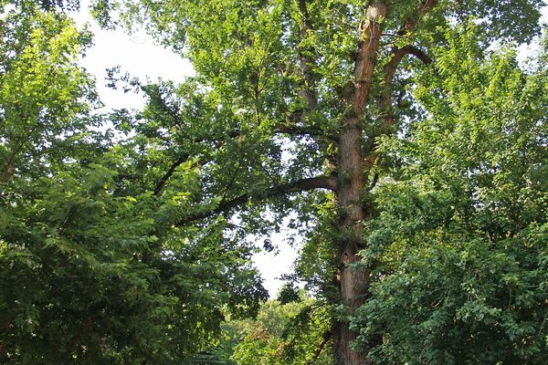 Hangman’s Elm