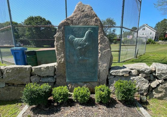 Bronze plaque with a rooster on an upright granite stone with a baseball cage behind it and five small bushes in front of it