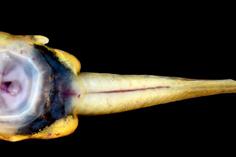 Sumatran cascade tadpole with a suction belly. 