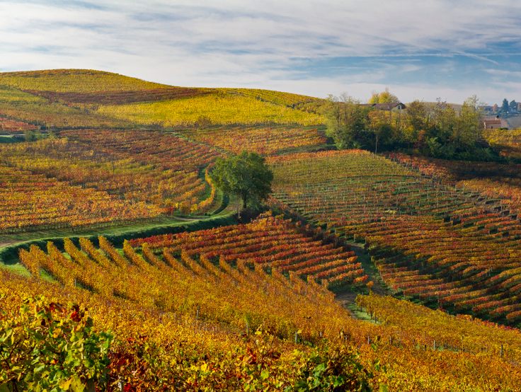 Rolling vineyards of Piedmont