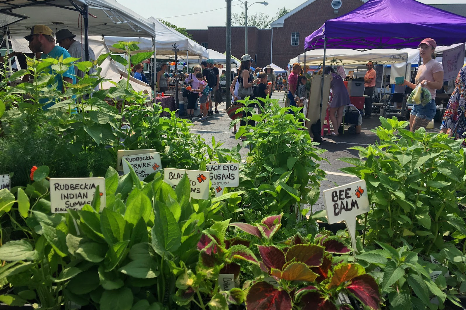 A selection of flowering plants for sale at the West Asheville Tailgate Market.