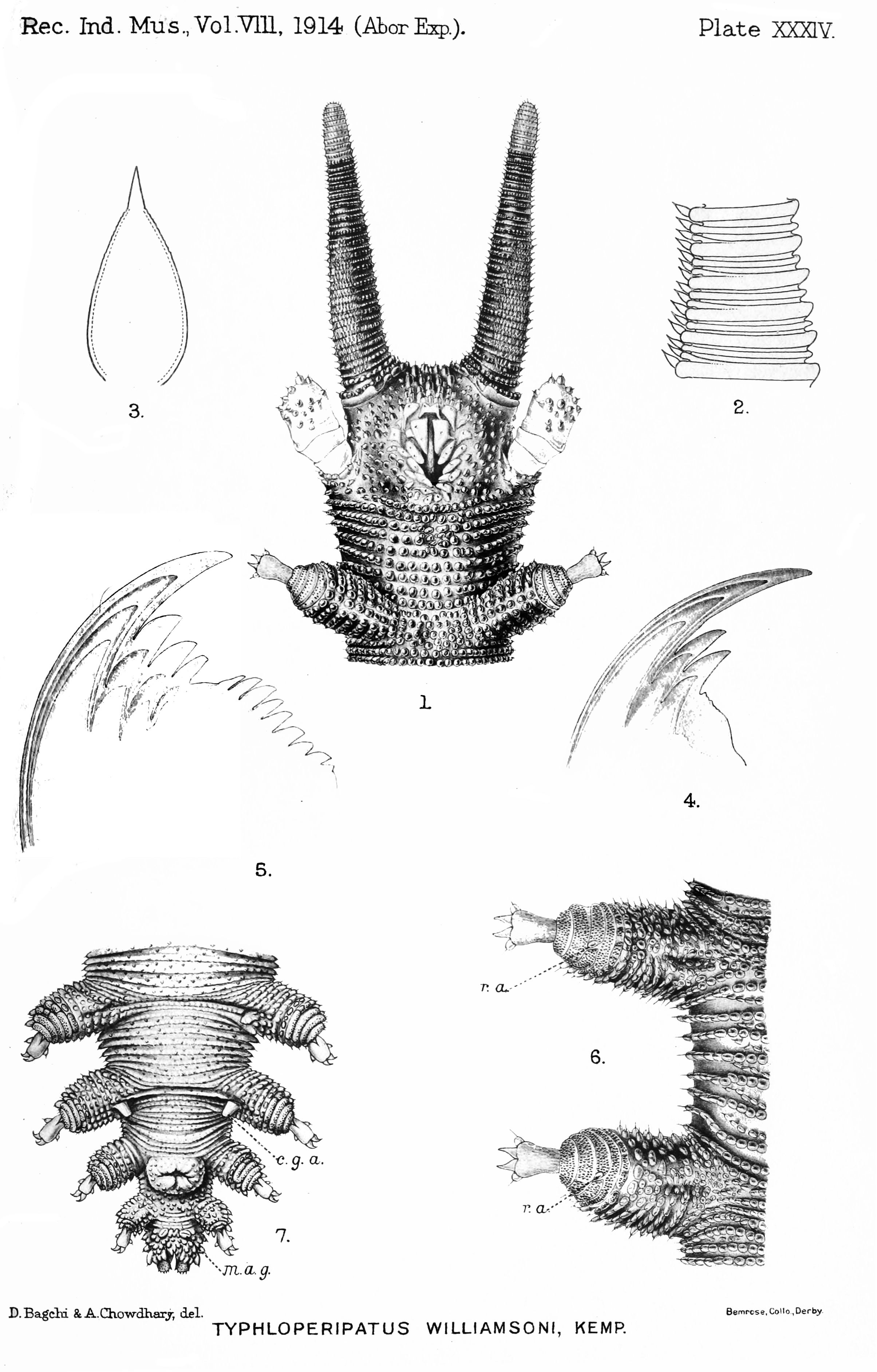 Stanley Kemp's sketches of the red velvet worm, <em>Typhloperipatus williamsoni</em>, were published in a lengthy account of the 1911-12 scientific expedition into the Siang Valley.