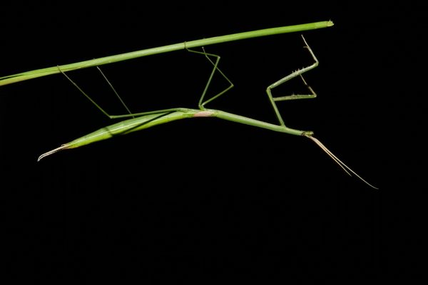 A female small-winged stick mantis (Brunneria subaptera).