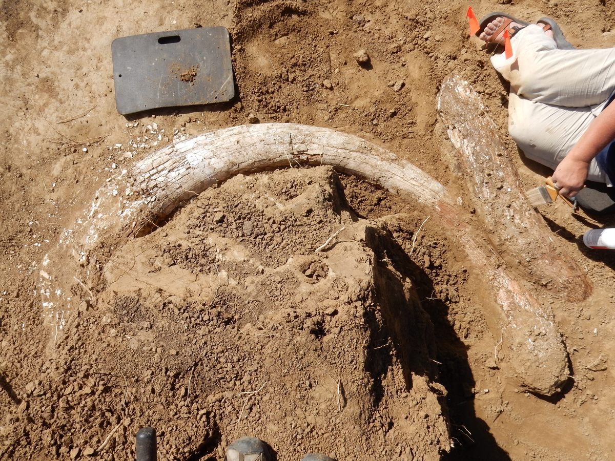 Mammoth tusks being unearthed in Minnesota.