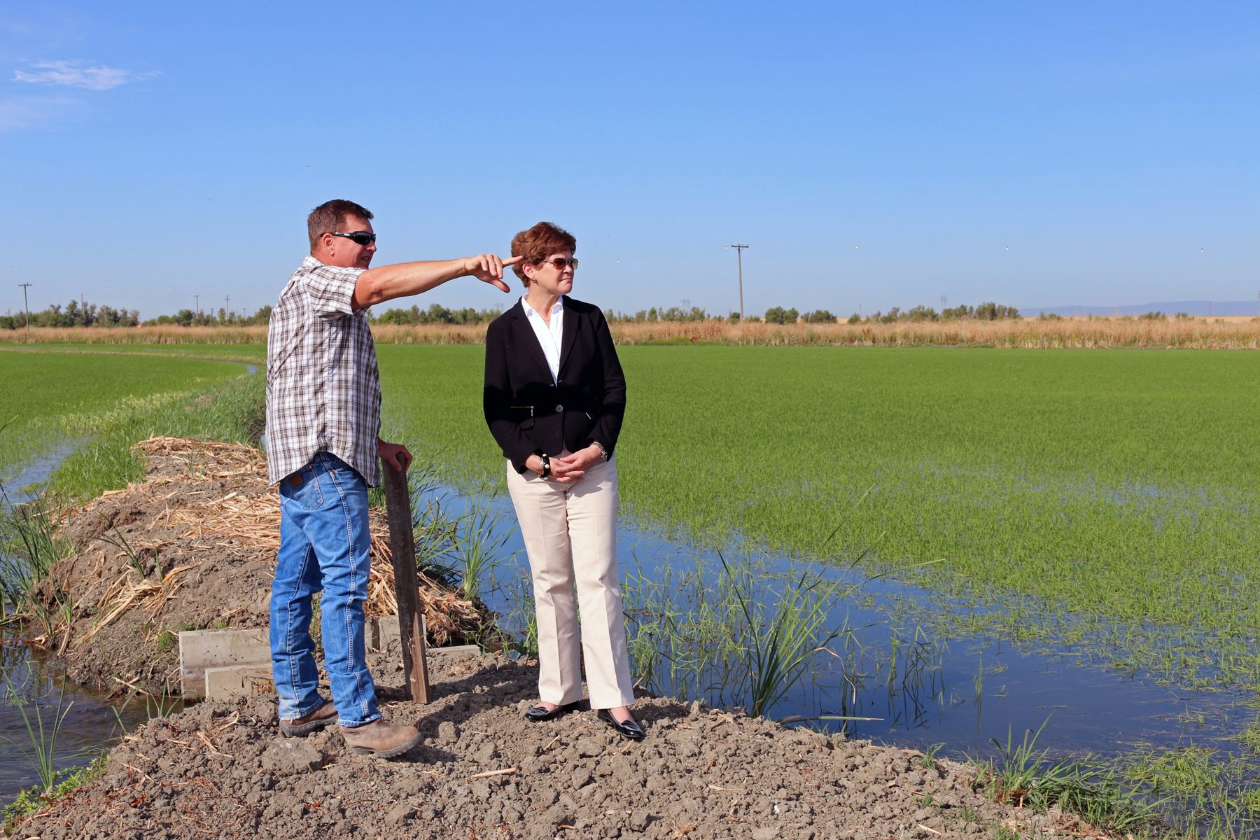 Mike DeWit, giving a tour of his rice fields.