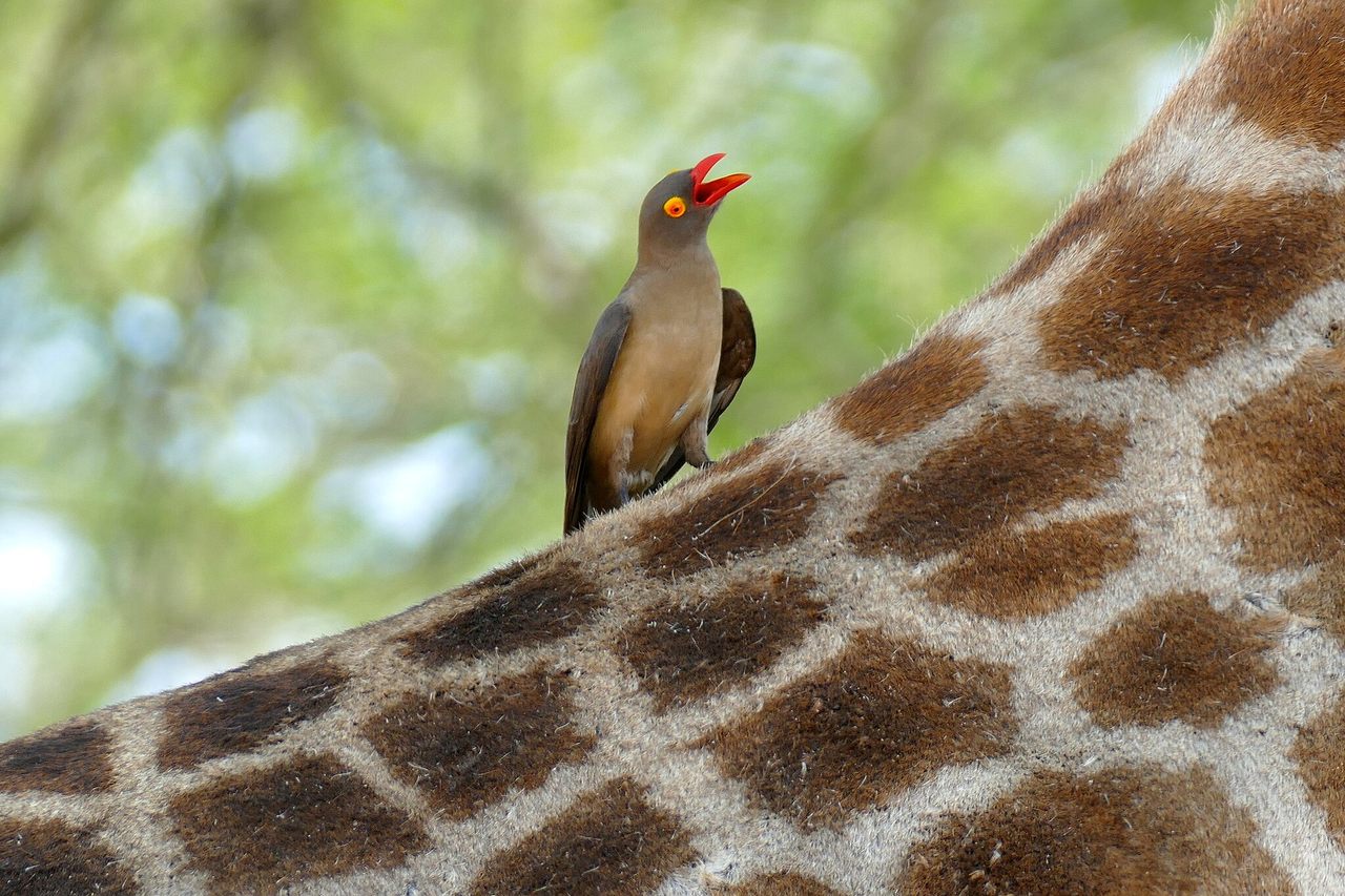 Red-billed oxpeckers are regular sights on many large African mammals. 