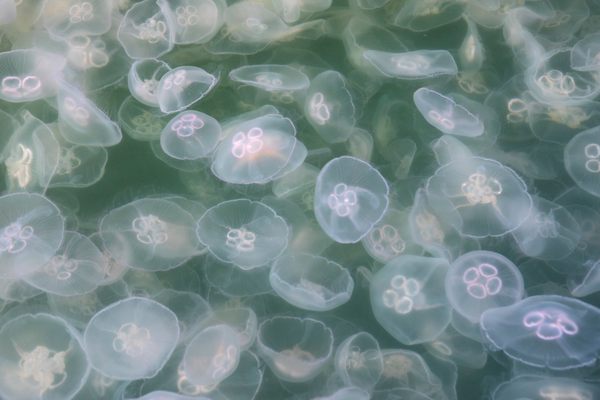 baby jellyfish eggs