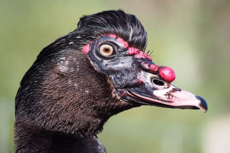 A close-up on a Muscovy duck.