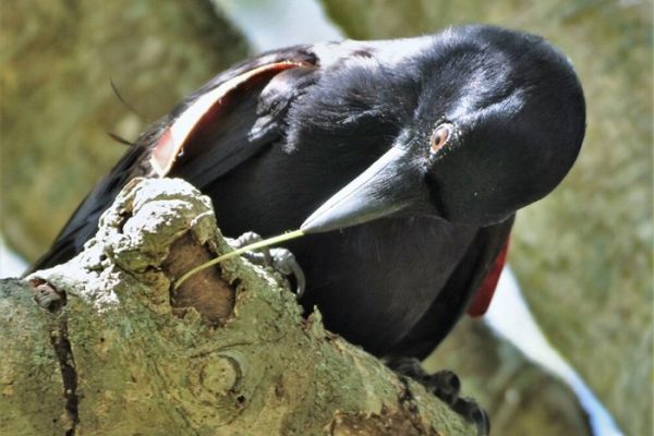 New Caledonian crows extract food fastest when they've got tools in hand (er, beak).
