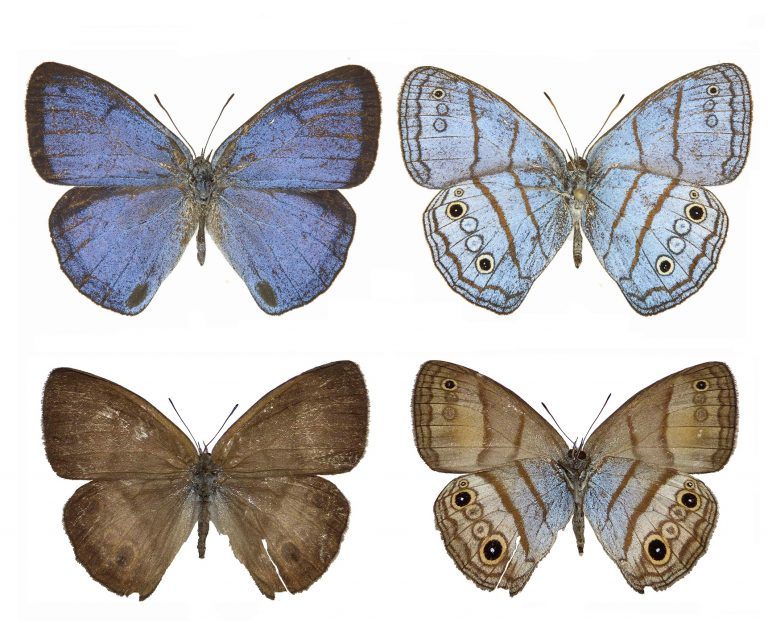 The same is true for newly discovered Trembath’s cerulean-satyr butterflies.