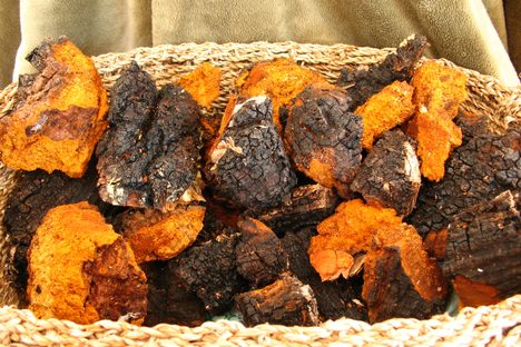 A basket containing nine pounds of harvested chaga.