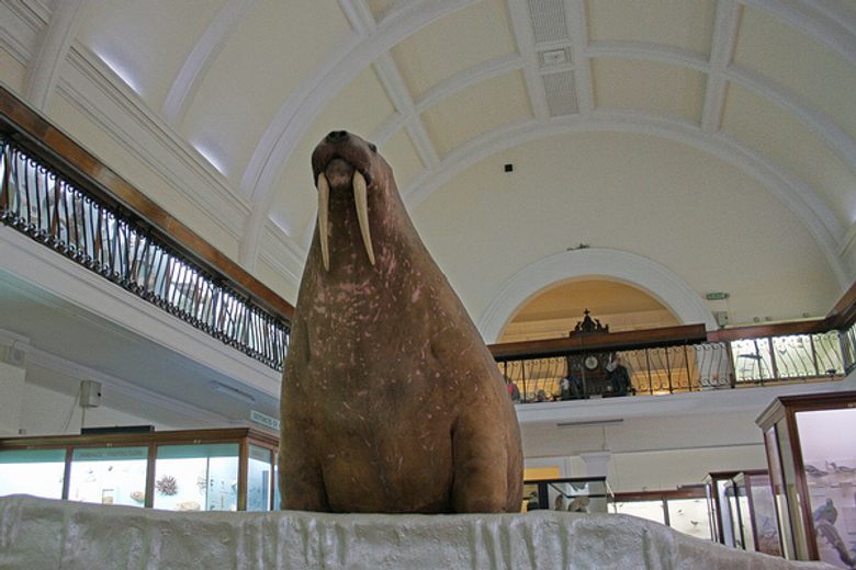 Giant stuffed walrus deals