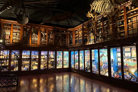 Cabinet of Curiosities at the University of Coimbra