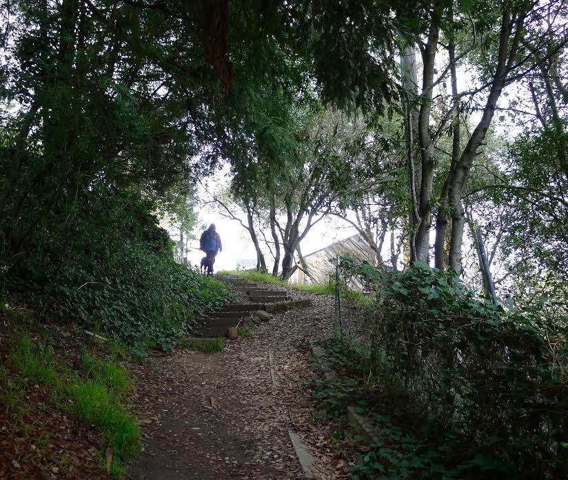 A pedestrian takes advantage of Vistamont Path, one of over 100 such hidden byways in Berkeley, California. 