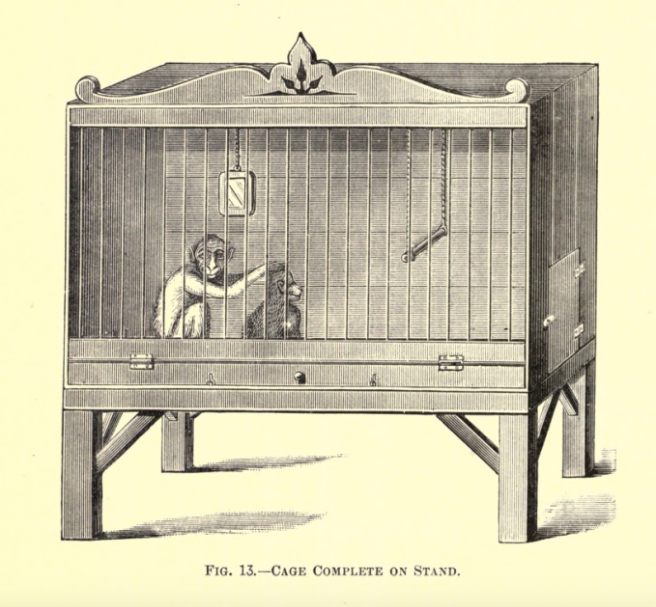 In <em>Notes on Pet Monkeys and How to Manage Them</em>, an 1888 manual, naturalist Arthur Patterson promised that cages could be constructed without even the "meanest" of skills.