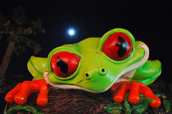 A Rainforest Cafe mascot, Cha Cha the red-eyed tree frog.