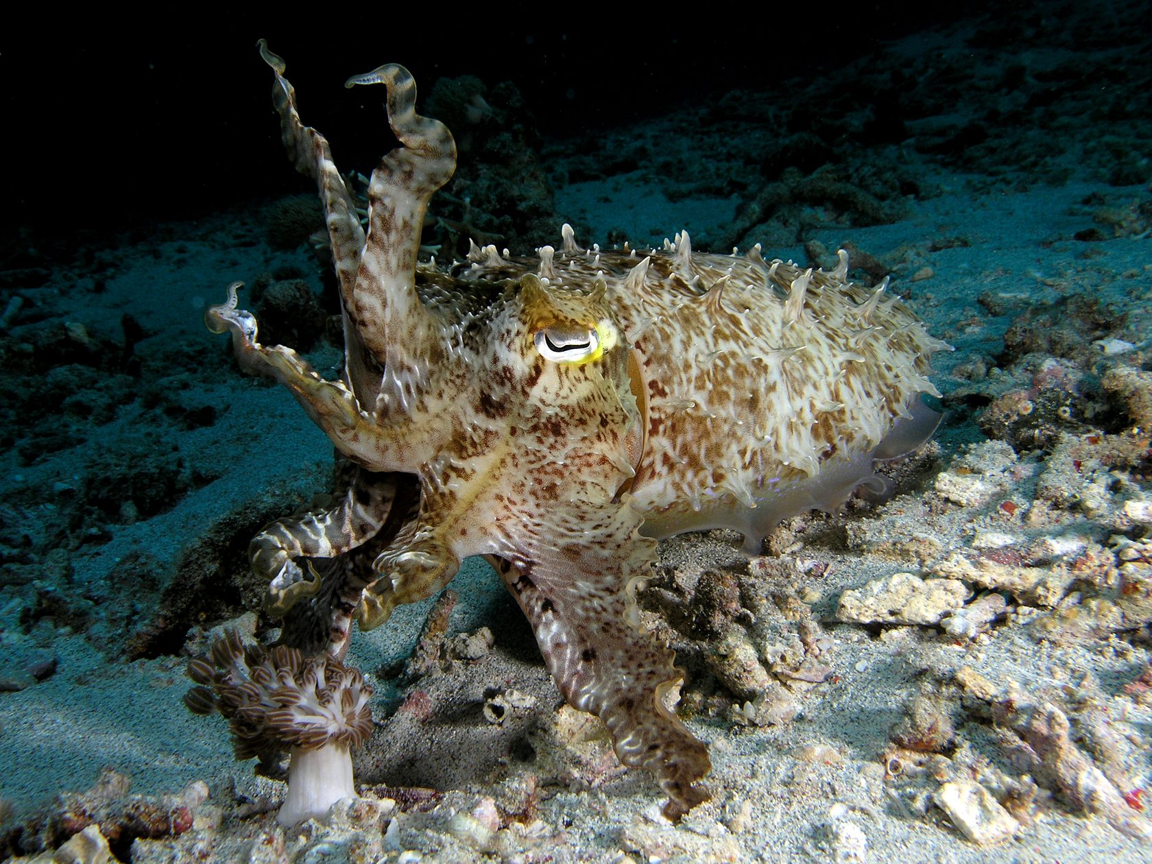 Cuttlefish can go from flat to spiky in seconds.