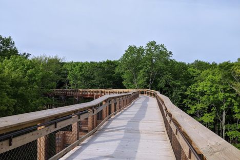 Canopy walk to Eagle Tower